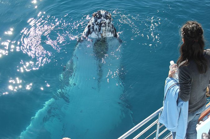 Half-Day Hervey Bay Premium Whale Watching Cruise from US$97.40 | Cool