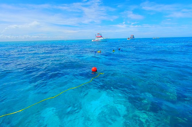 A Unique Private Snorkel Tour of Key Largo from $449 | Cool