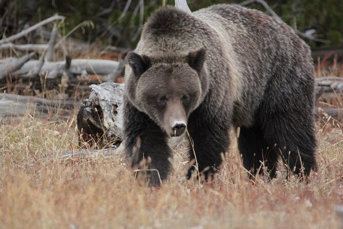 Half-Day Private Breathtaking Tour in Grand Teton National Park from ...